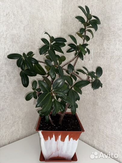 Фикус мелани большой