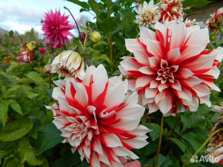 Делёнки георгин