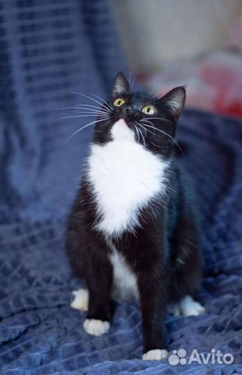 Кошка в дар