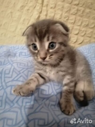 Кошки породистые