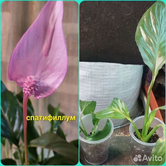 Комнатные цветы