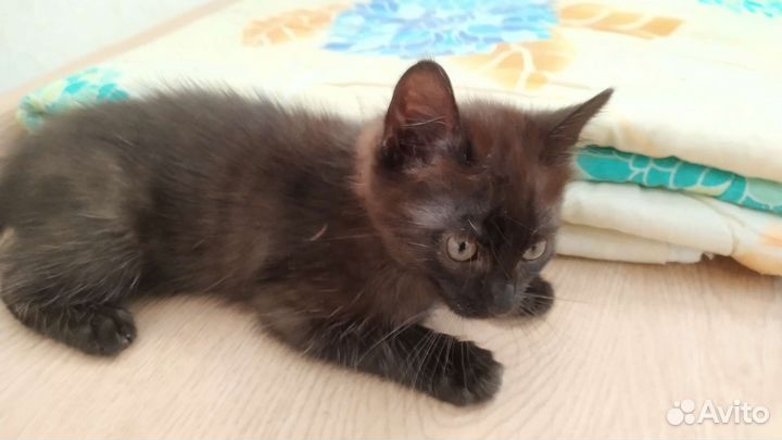 Котёнок-девочка, 2 месяца. В добрые руки