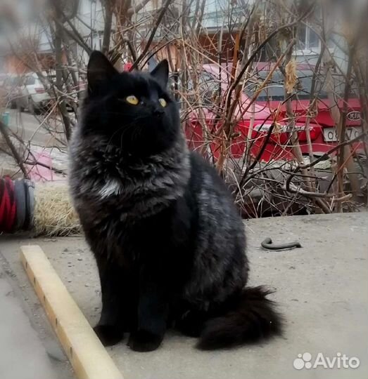 Котик редкого окраса Гриша ищет дом