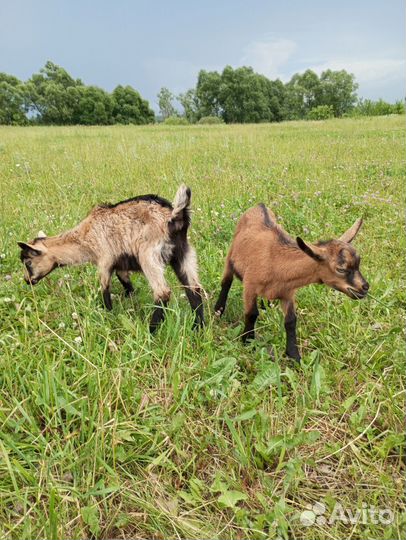 Чешские племенные козлята