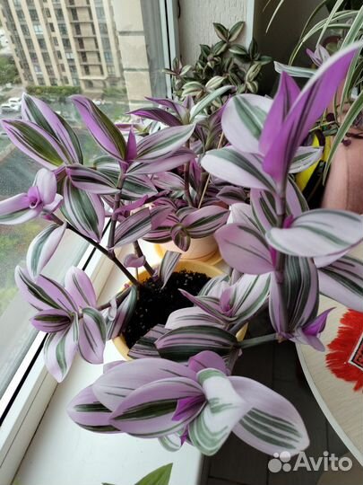 Традесканция Нанук,белая