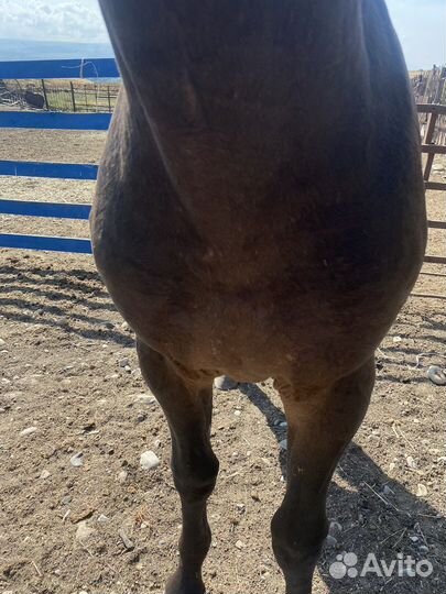 Жеребчик карачаевской породы, возраст 1,5