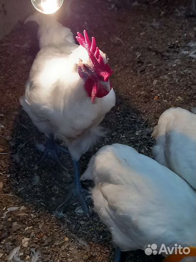 Курочки и петушки бресс Гальский