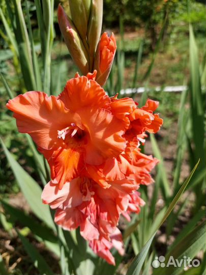 Гладиолусы