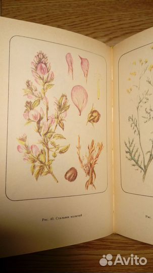 Растения в медицине справочник 1988 г