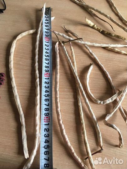 Семена - фасоли