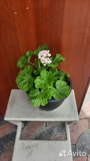 Цветы комнатные с доставкой