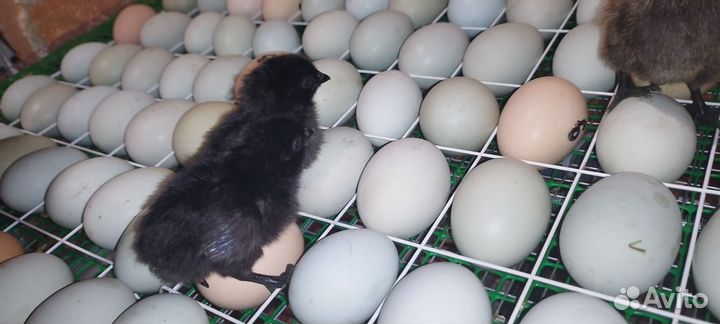 Цыплята ухейилюй