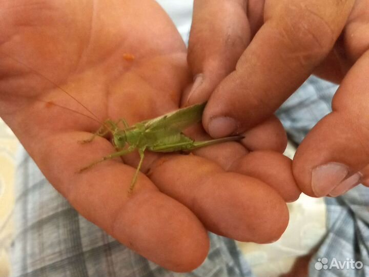 Продаю зелёного кузнечика