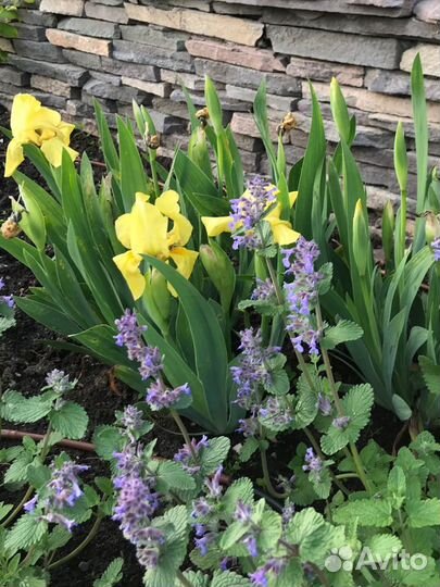 Астильба, манжетка, кровохлёбка и другие