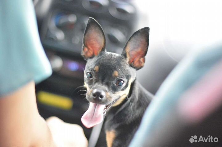 Вязка той-терьер мини