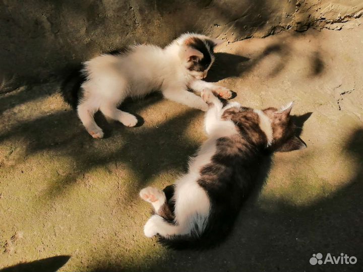 Котята в добрые руки бесплатно