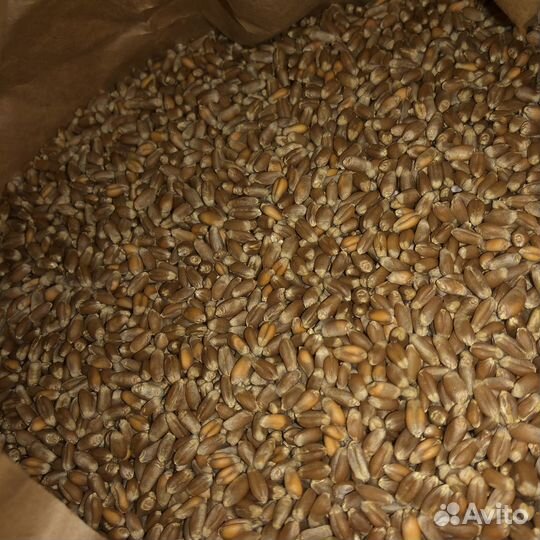 Пшеница для проращивания 4кг