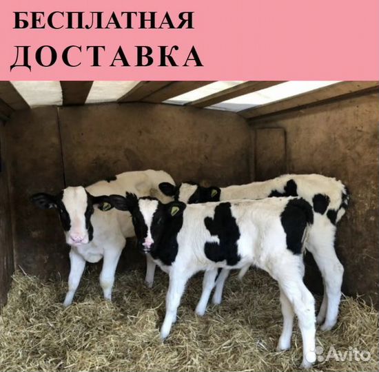 Телята бычки