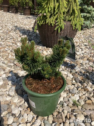 Сосна Якобсен