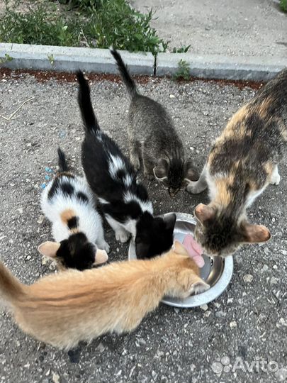 Котята бесплатно