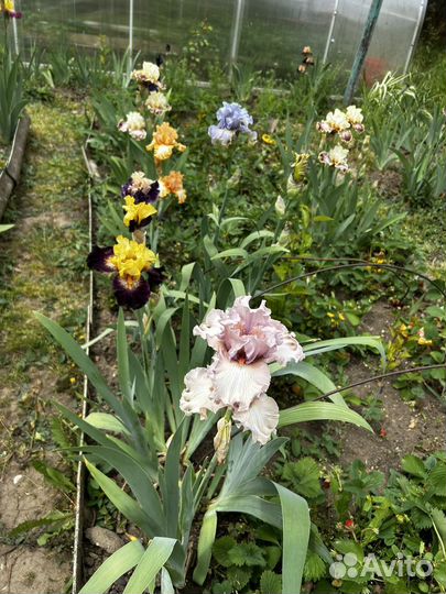 Ирис, хоста, гейхера