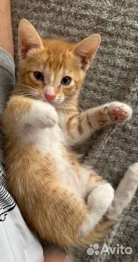 Ищут дом котята