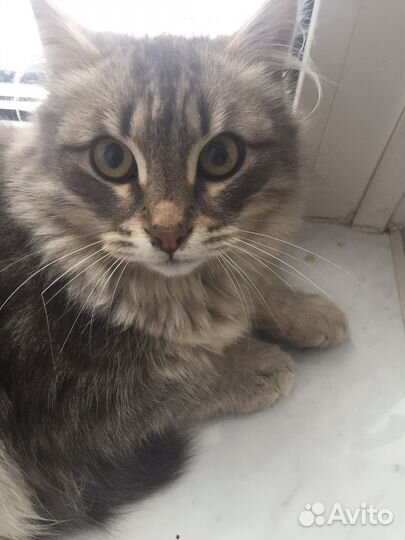 Маленький котик
