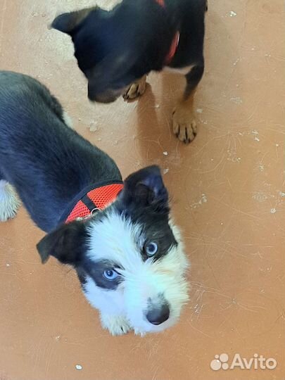 Щенки в добрые руки