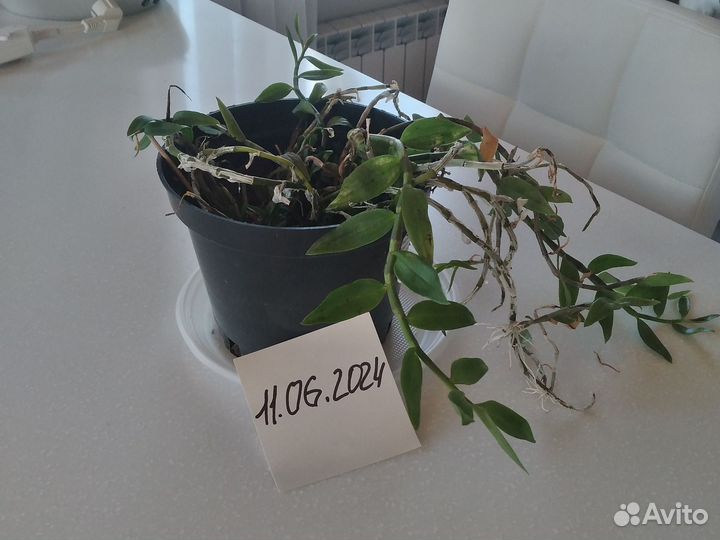 Орхидея Dendrobium