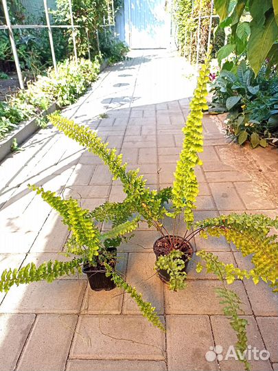 Папоротник