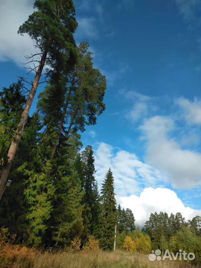 Шишки ели и сосны для самовара,творчества и декора