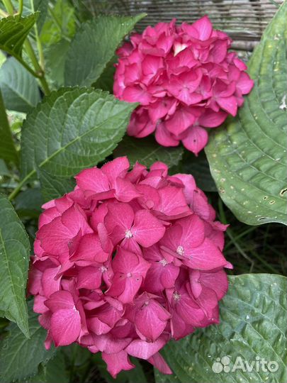Гортензия крупнолистная саженцы