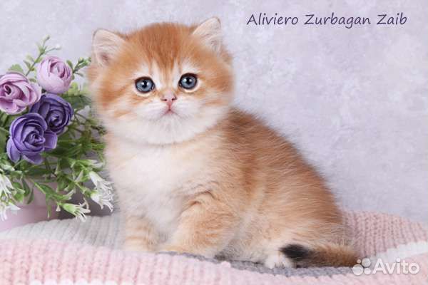 Британский малыш Зурбаган. Золотая шиншилла