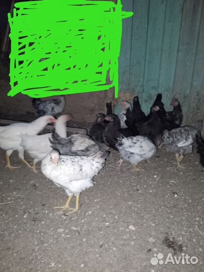 Куры домашние петушки