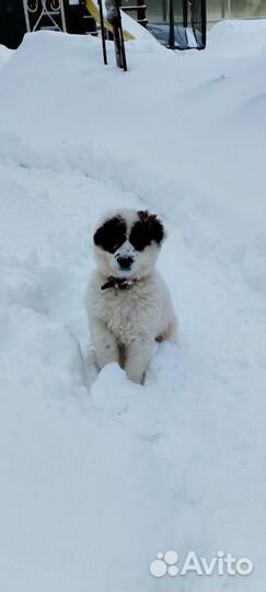 Отдам щенка в добрые руки бесплатно