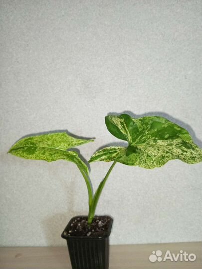 Сингониум моттлед