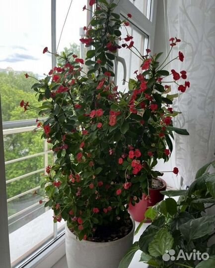 Молочай миля