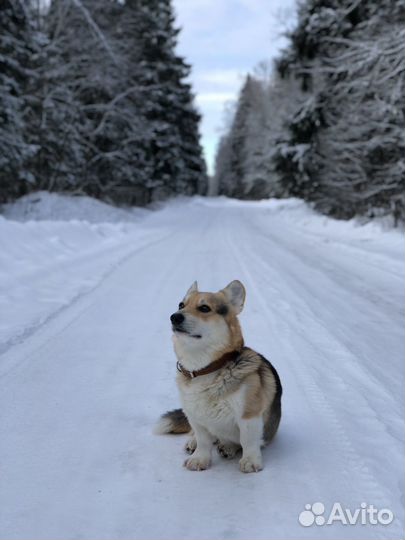 Щенок вельш корги пемброк