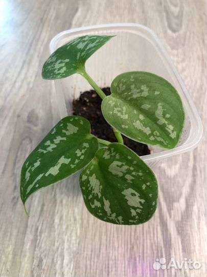 Дримиопсис Эпипремнумы