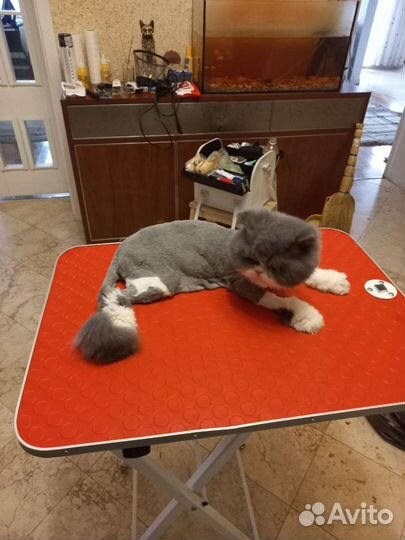 Стрижка или вычес/груминг кошек и собак