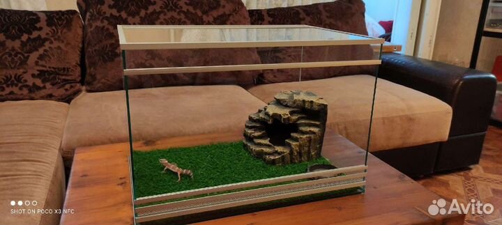 Террариум, паучатник