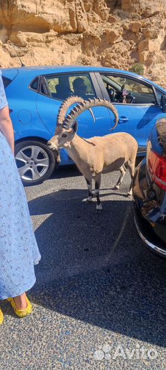 Мясо -телятина