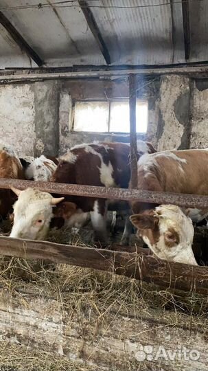 Быки и телки