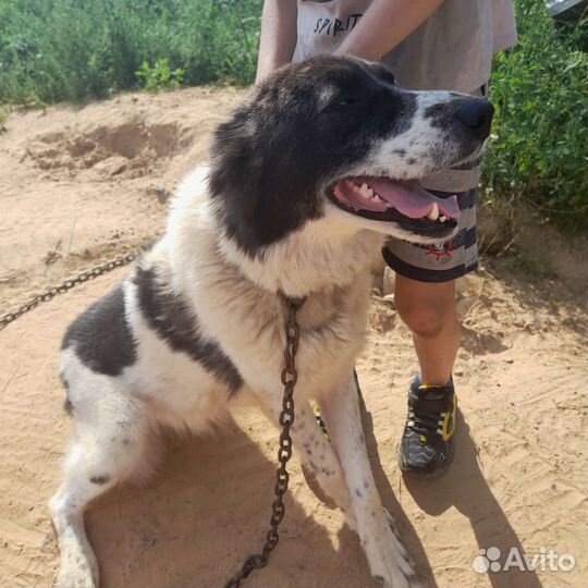 Собака в добрые руки метис алабая