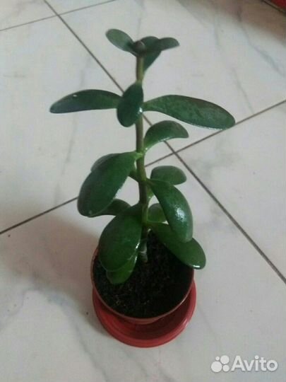 Комнатные растения