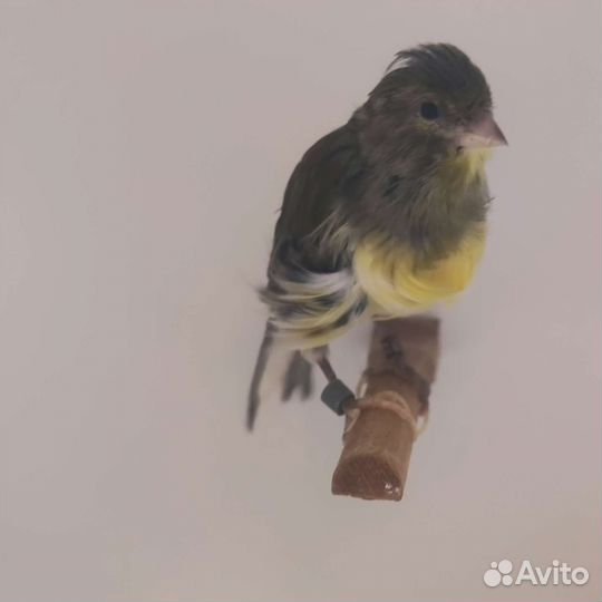 Кенара и канарейки