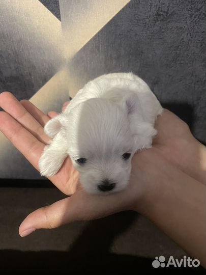 Щенки мальтезе мини