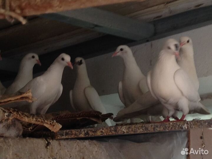 Голуби бакинцы
