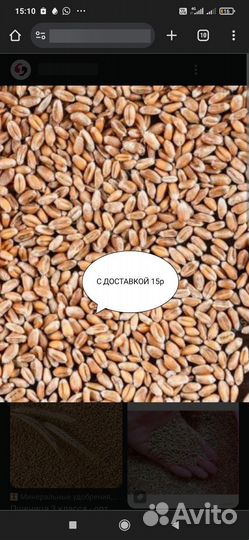 Зерно пшеницы