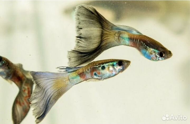 Рыбки гуппи